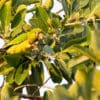 A wild Aztec Conure feeds in a tree
