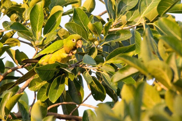 A wild Aztec Conure feeds in a tree