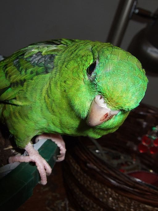 A companion Barred Parakeet peers into the camera