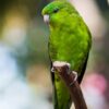 A Barred Parakeet perches on a branch
