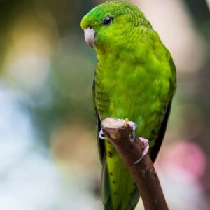 A Barred Parakeet perches on a branch
