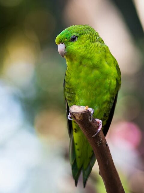 A Barred Parakeet perches on a branch