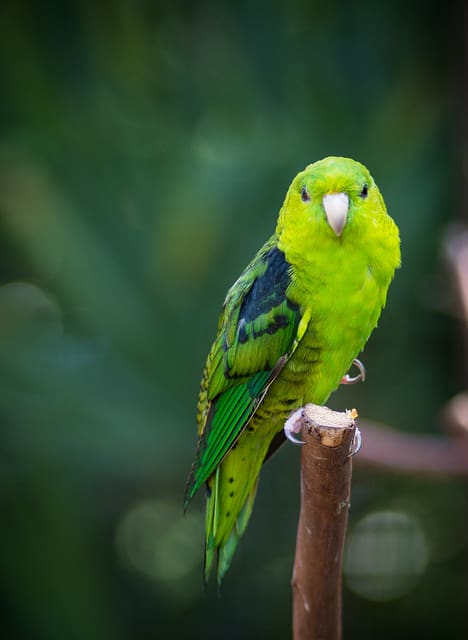 A Barred Parakeet perches on a branch