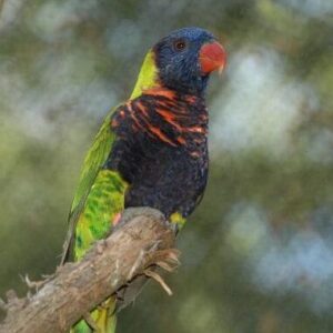 A Biak Lorikeet perches at Nashville Zoo, USA