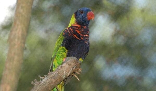 A Biak Lorikeet perches at Nashville Zoo, USA