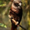 A companion Black Lory perches on a branch