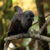 Black Lories perch on a branch