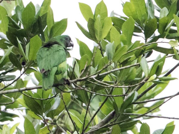 A wild Black-billed Amazon perches in a leafy tree