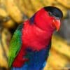 A closeup of a Black-capped Lory