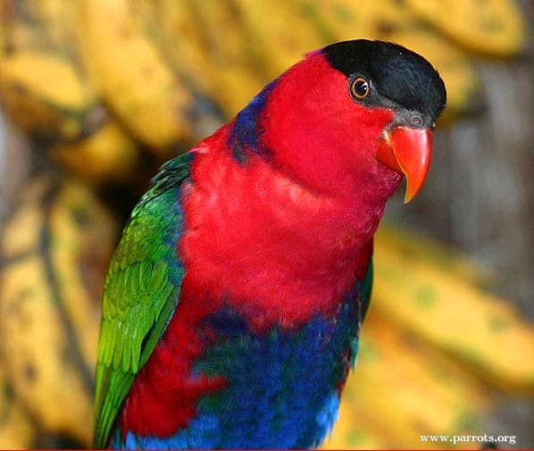 A closeup of a Black-capped Lory