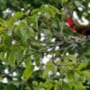 A wild Black-capped Lory forages in a tree