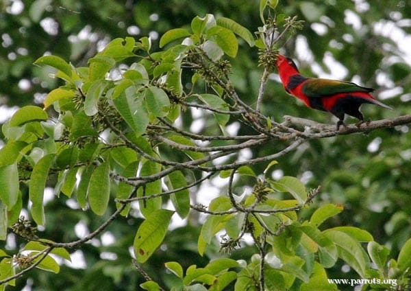 A wild Black-capped Lory forages in a tree