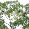 Wild Black-capped Lories perch in a tree