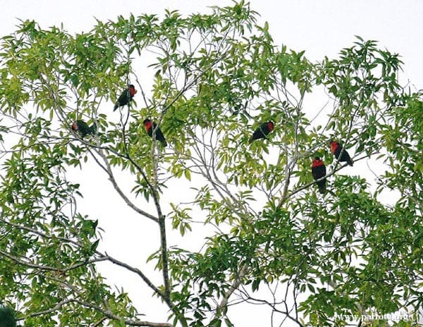 Wild Black-capped Lories perch in a tree