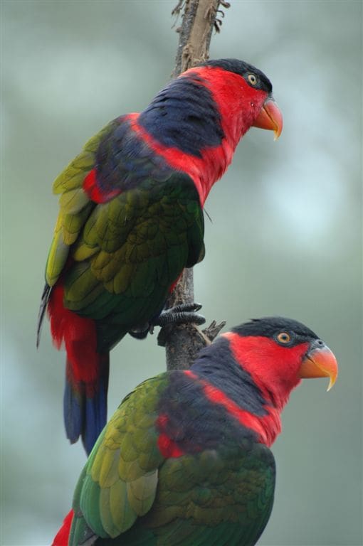 Black-capped Lories cling to a branch
