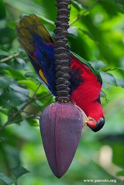 A wild Black-capped Lory feeds on a blossom