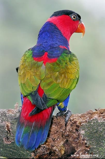 A Black-capped Lory perches on a limb