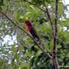 A wild Black-capped Lory perches in a tree
