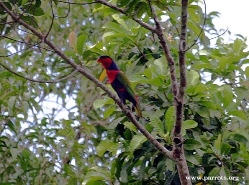 A wild Black-capped Lory perches in a tree