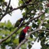 Wild Black-capped Lory, right, and Biak Lorikeet, left