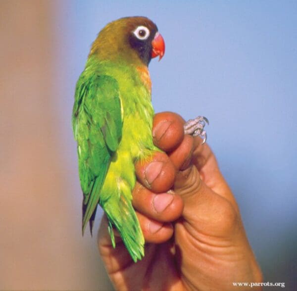 A wild Black-cheeked Lovebird is examined by a researcher