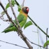 A wild Black-cheeked Lovebird perches in a tree