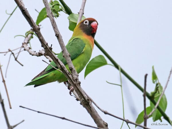 A wild Black-cheeked Lovebird perches in a tree