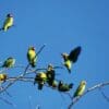 A flock of wild Black-cheeked Lovebirds perches in a tree