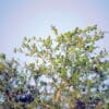 A flock of wild Black-cheeked Lovebirds perches in a large tree