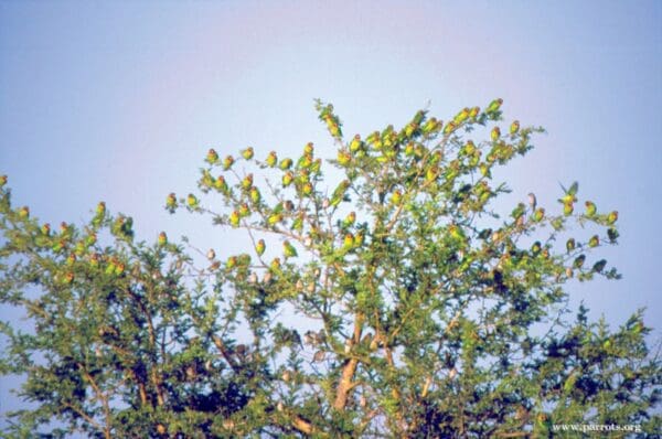 A flock of wild Black-cheeked Lovebirds perches in a large tree