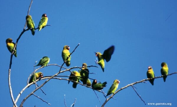 A flock of wild Black-cheeked Lovebirds perches in a tree