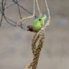 A wild Black-cheeked Lovebird feeds on millet