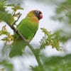 A wild Black-cheeked Lovebird perches in a tree