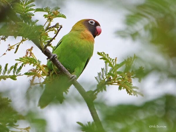 A wild Black-cheeked Lovebird perches in a tree