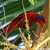 A wild Black-winged Lory perches in a tree