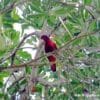 A wild Black-winged Lory on Biak Island perches in a tree