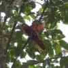 A wild Black-capped Lory