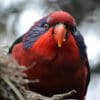 A Black-winged Lory at Wingham Wildlife Park, UK perches on a log