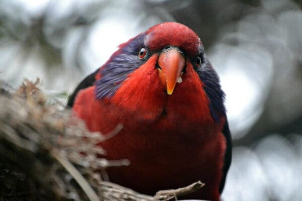 A Black-winged Lory at Wingham Wildlife Park, UK perches on a log