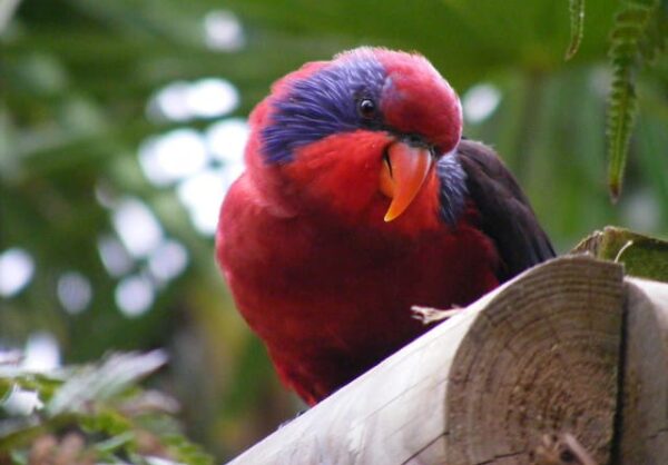 A Black-winged Lory at Wingham Wildlife Park, UK perches on a log