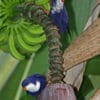 Wild Blue Lorikeets, juvenile top and adult bottom, perch in a banana tree