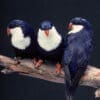 Blue Lorikeets perch on a branch at San Diego Wildlife Alliance