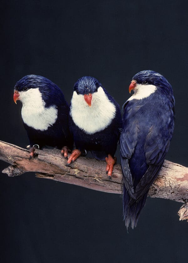 Blue Lorikeets perch on a branch at San Diego Wildlife Alliance