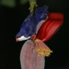 A wild Blue Lorikeet perches on a blossom