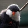 A Blue Lorikeet closeup