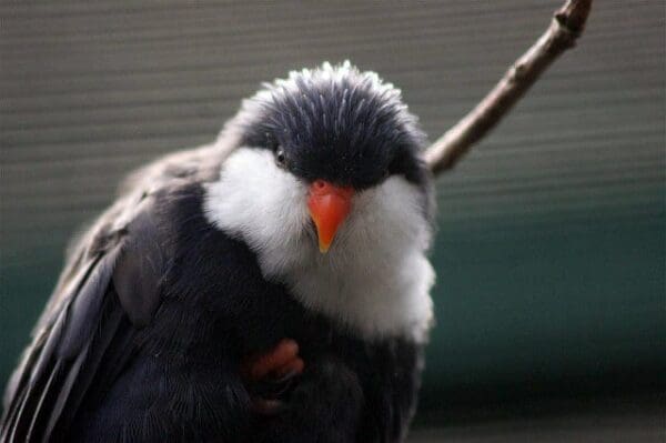A Blue Lorikeet closeup
