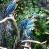 Wild Blue-and-yellow Macaws sit quietly in a group