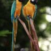 A pair of Blue-and-yellow Macaws perch on branches