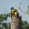 Wild Blue-and-yellow Macaws perch in a broken stump