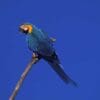 A wild Blue-and-yellow Macaw perches on a branch